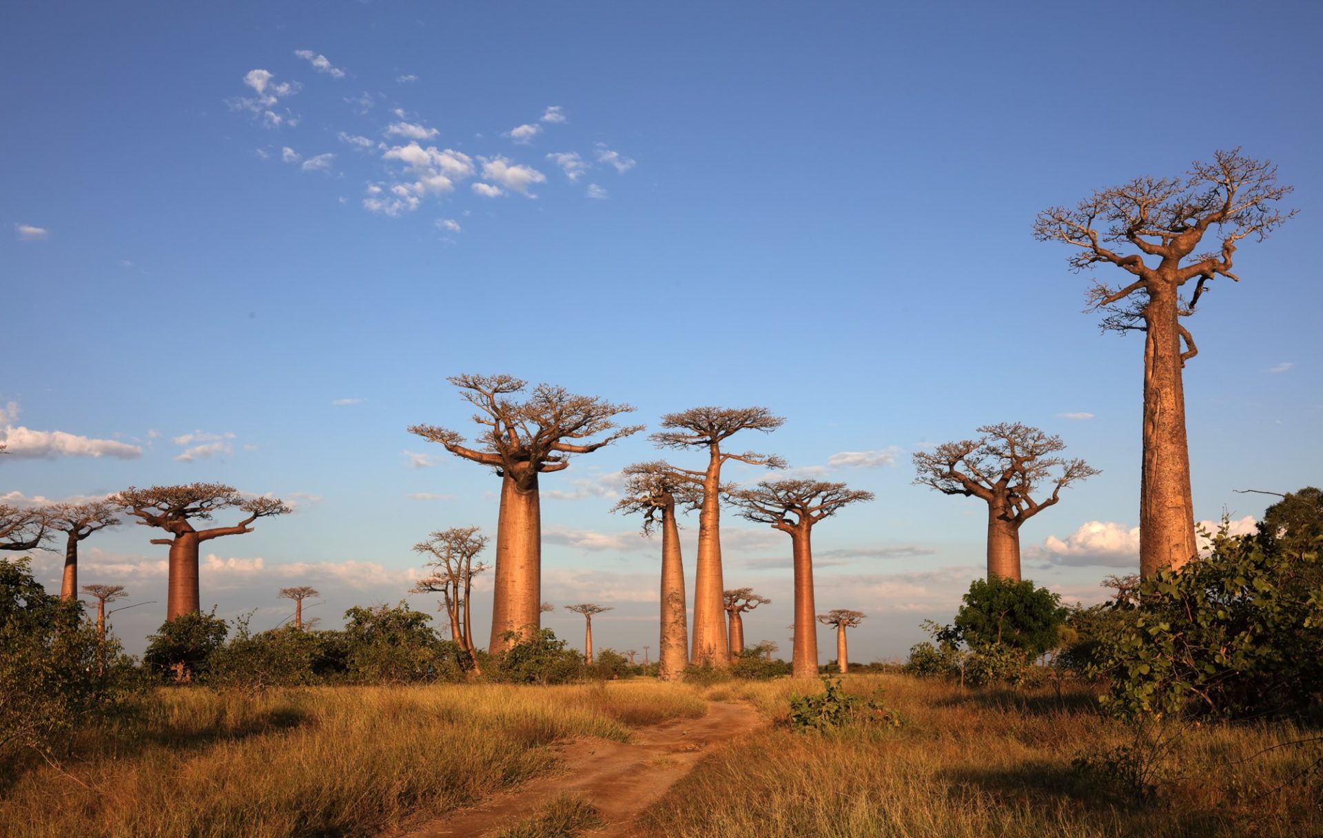 allee-baobab-madagascar