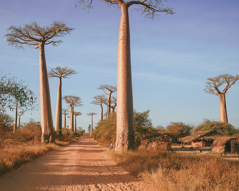 arbre baobab morondava