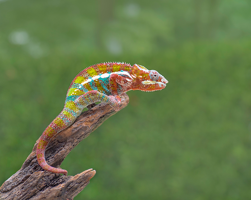 cameleon colore madagascar