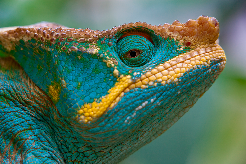 cameleon madagascar