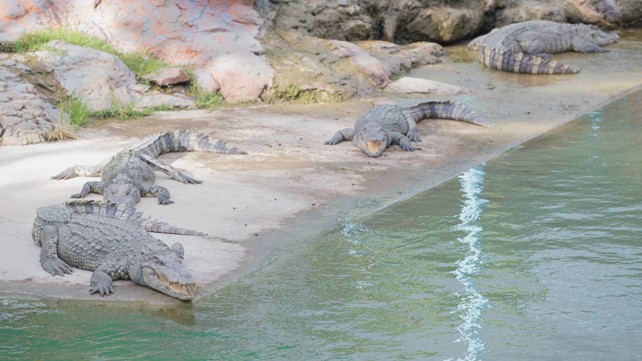 crocodile-de-madagascar