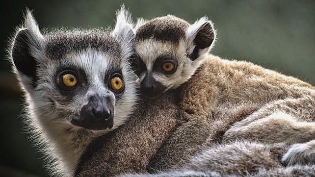 lemurien-et-bebe