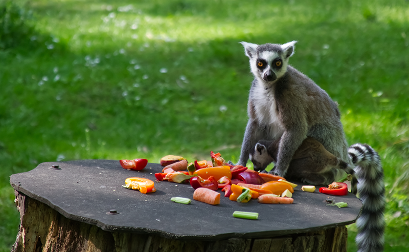 lemurien qui mange madagascar