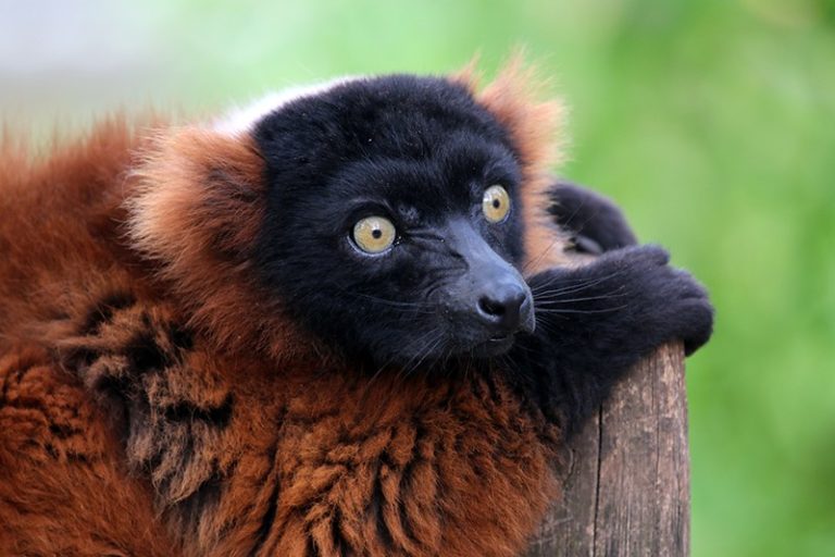 lemurien-sur-une-barriere-madagascar
