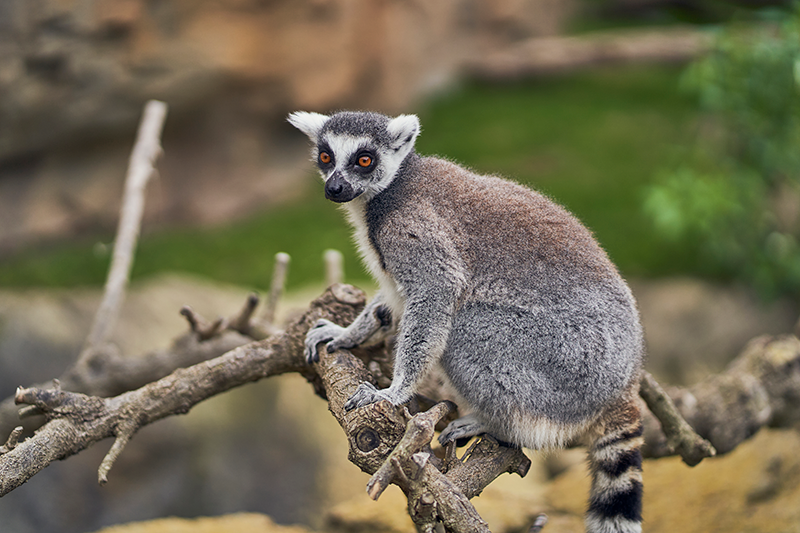 lemurien sur une branche madagascar