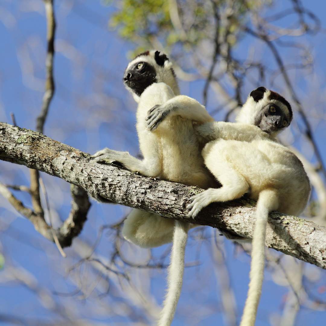 lemuriens arbre