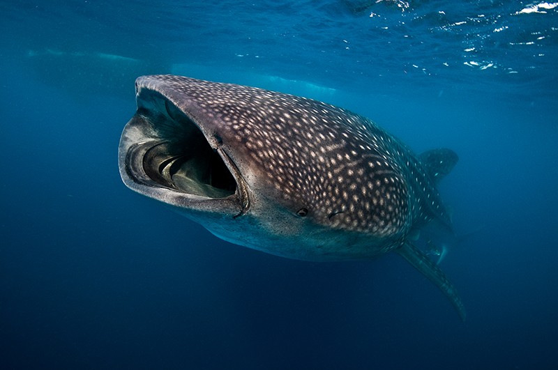 requin-baleine-madagascar