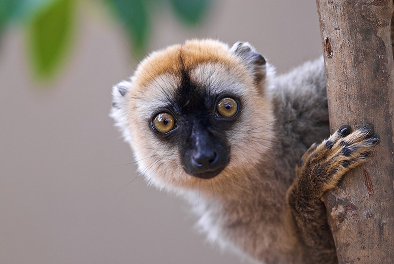 singe-brun-de-madagascar