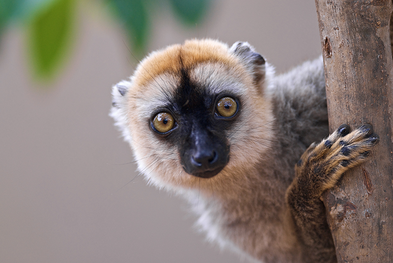 singe brun de madagascar