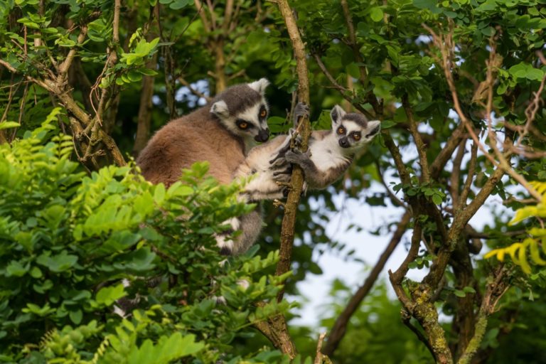 singe dans un arbre madagascar