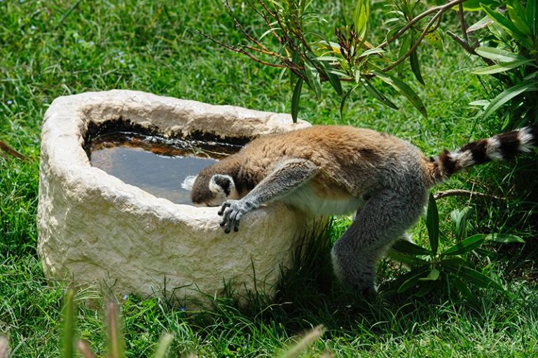singe-qui-boit-madagascar