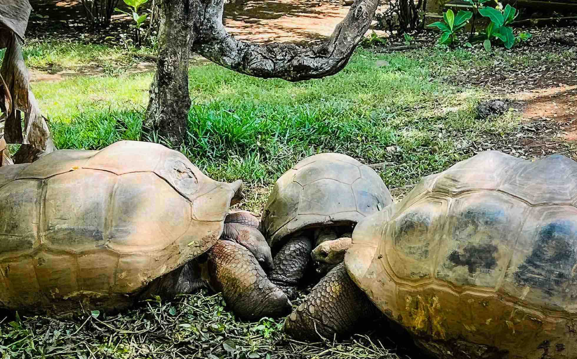 Tortues de Madagascar