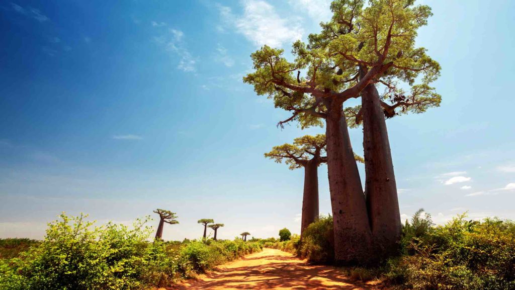 Comment bien préparer son voyage à Madagascar