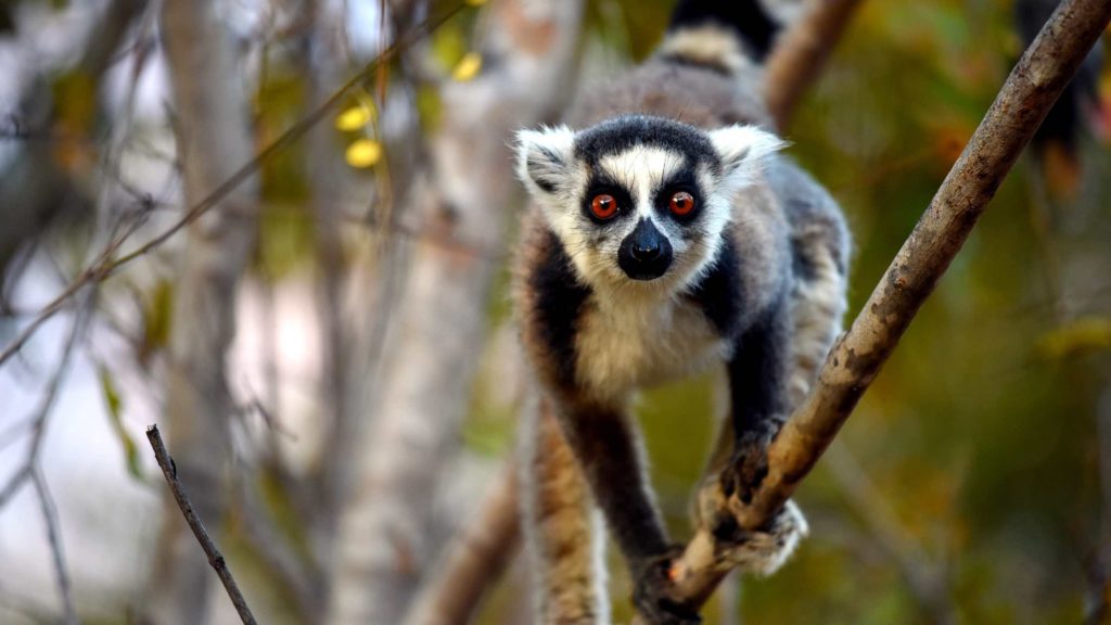 le-lemurien-de-madagascar