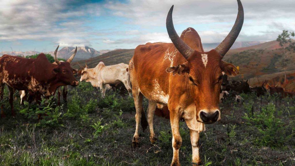le-zebu-de-madagascar