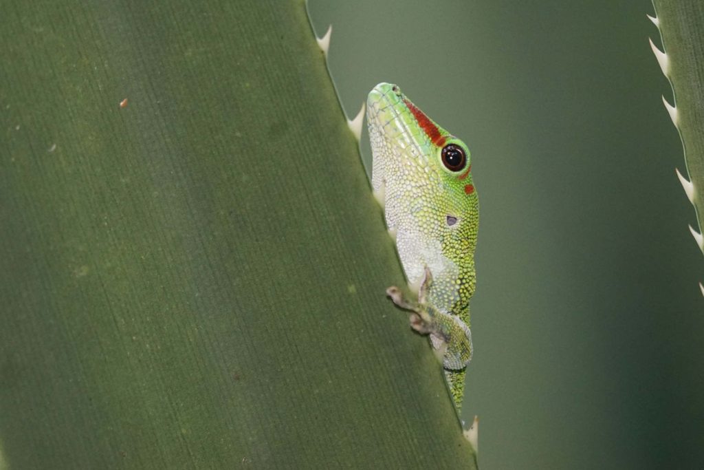 Caméléon au parc national de l’Ankarana