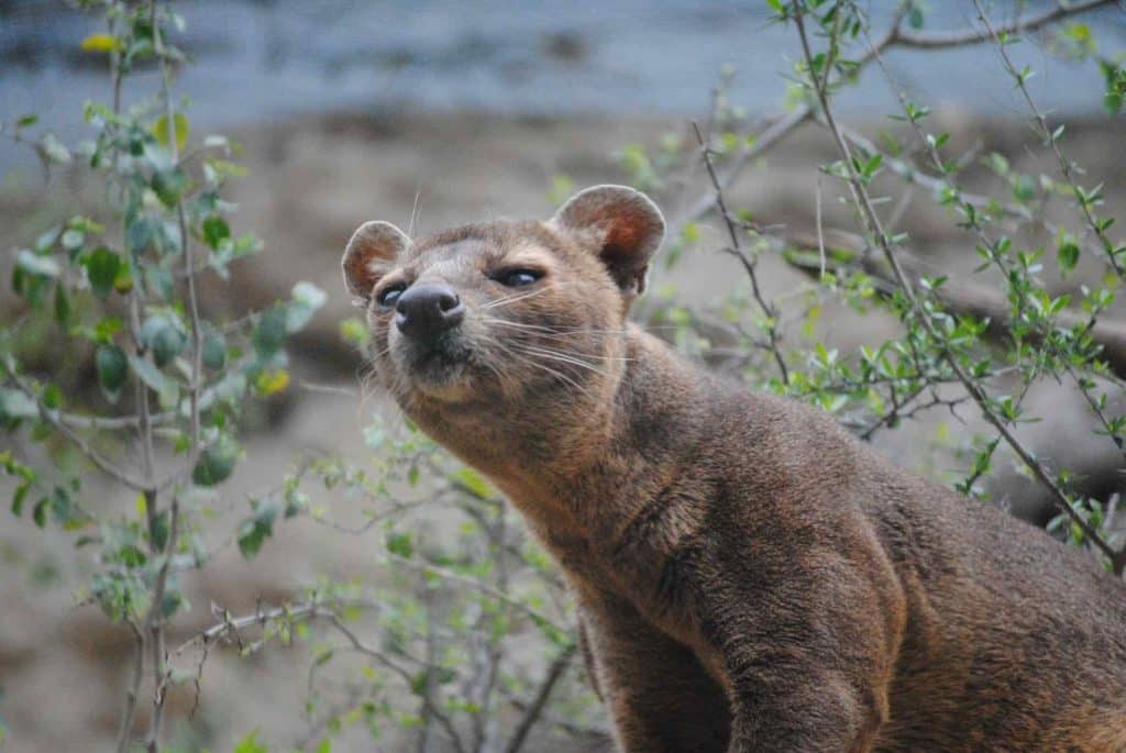 Le fossa de Madagascar
