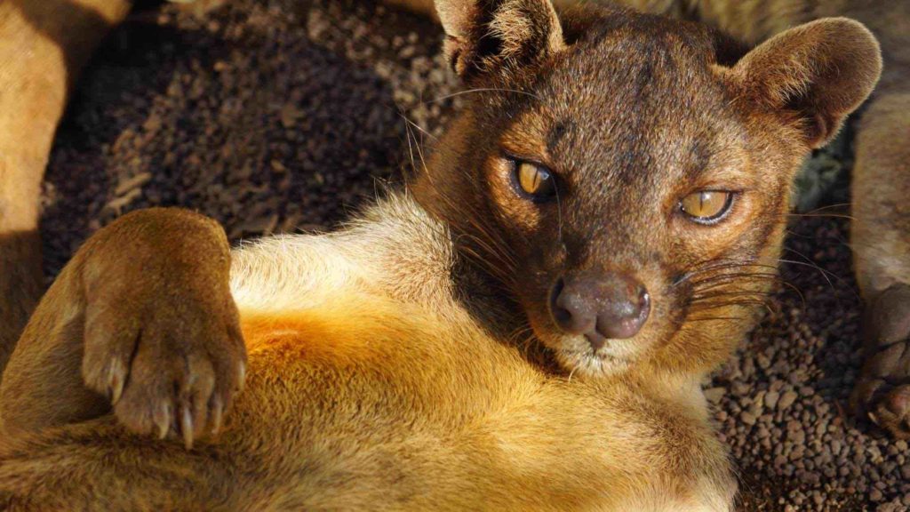Les animaux emblématiques de Madagascar
