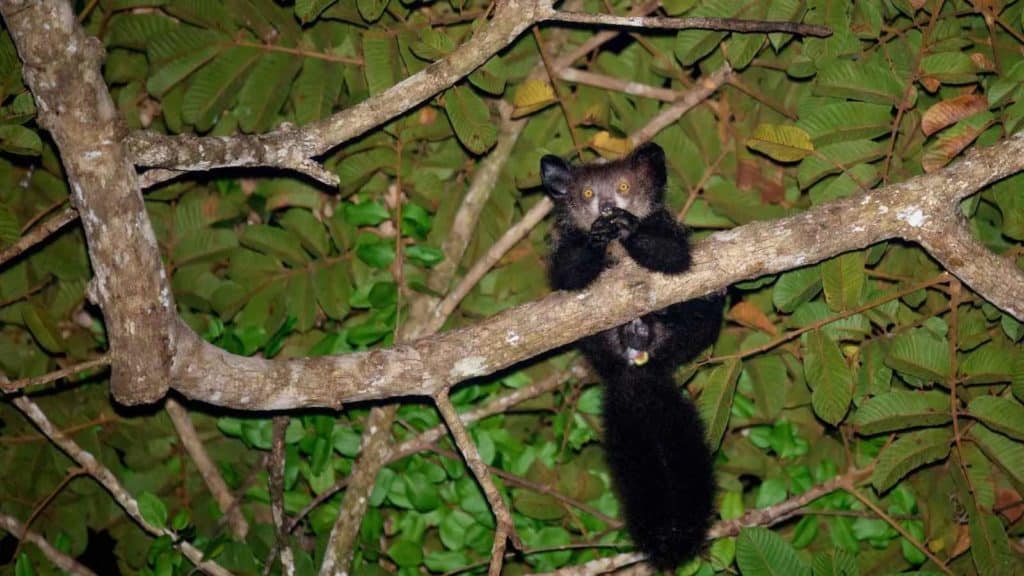 Le Aye-aye de Madagascar