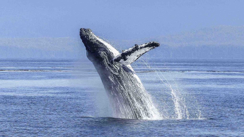 Baleines à bosse de Madagascar