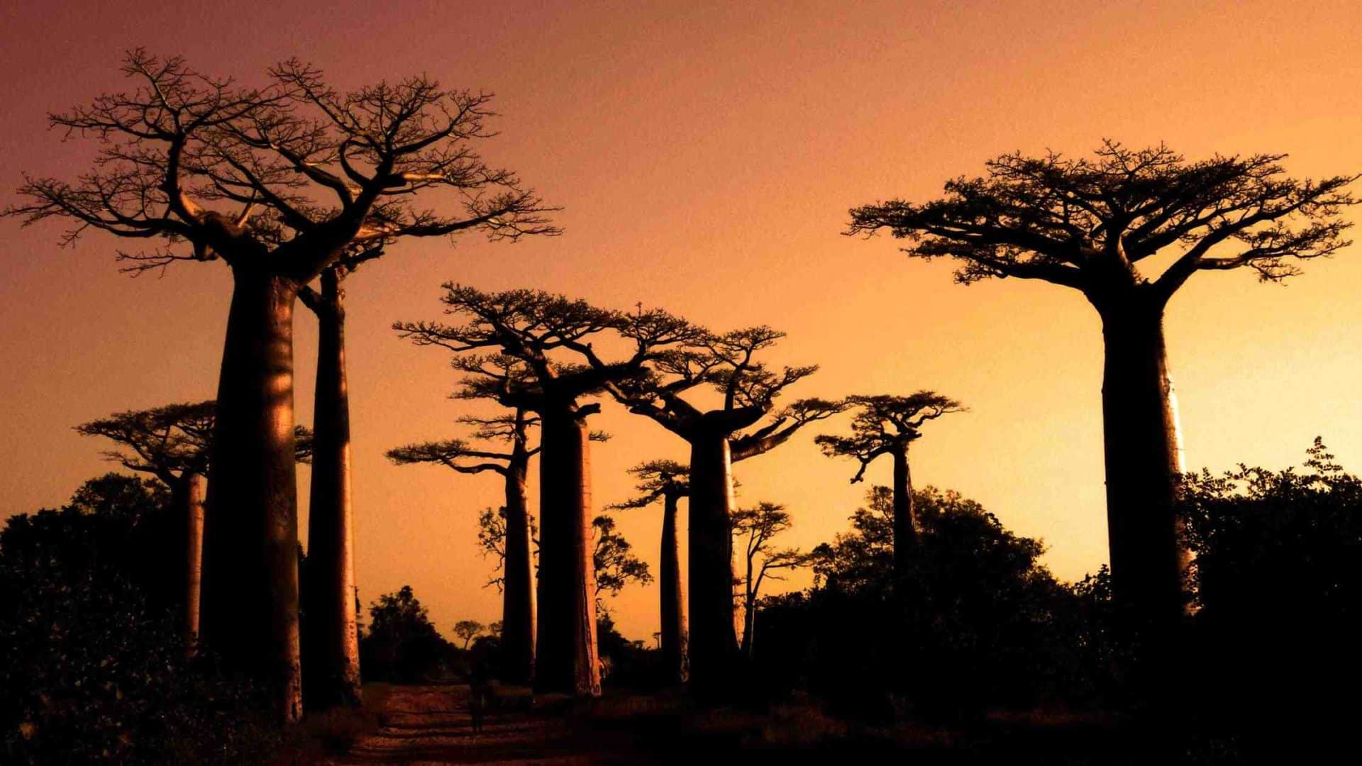 Le baobab de Madagascar, un arbre typique et impressionnant — free download