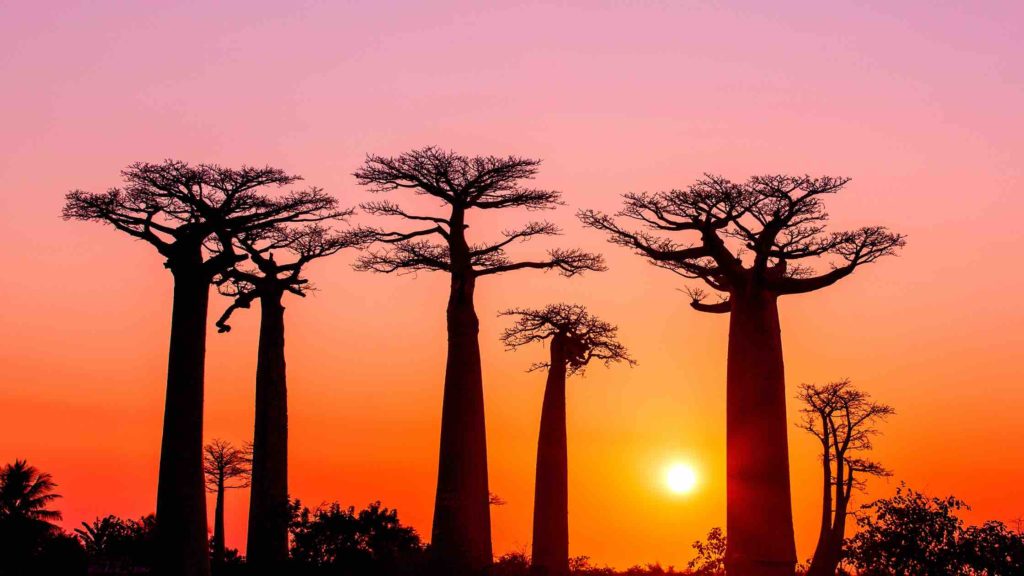 Baobabs et coucher de soleil à Madagascar pour son voyage de noces