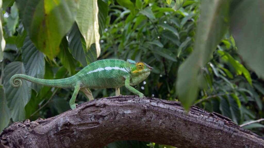 Le caméléon de Madagascar