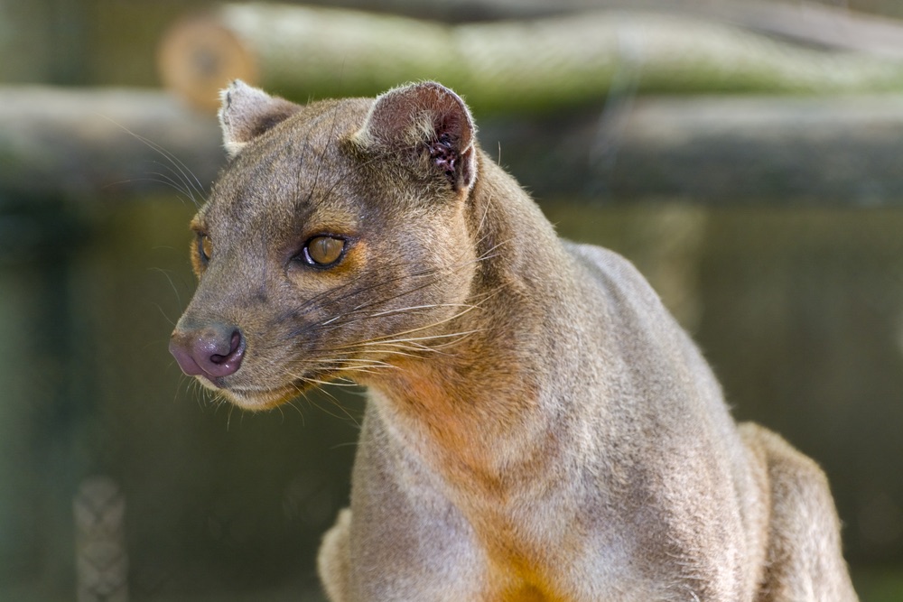 Le fossa de Madagascar