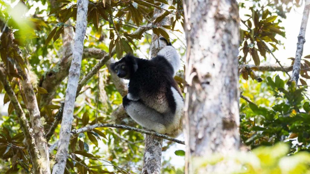 L'Indri-indri de Madagascar