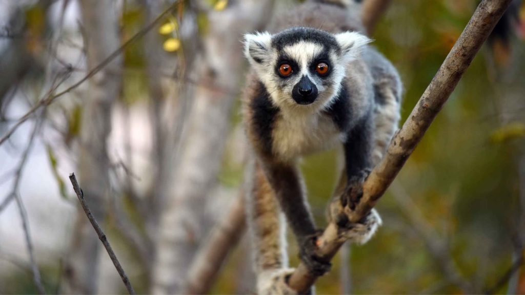 Le lémurien endémique de Madagascar