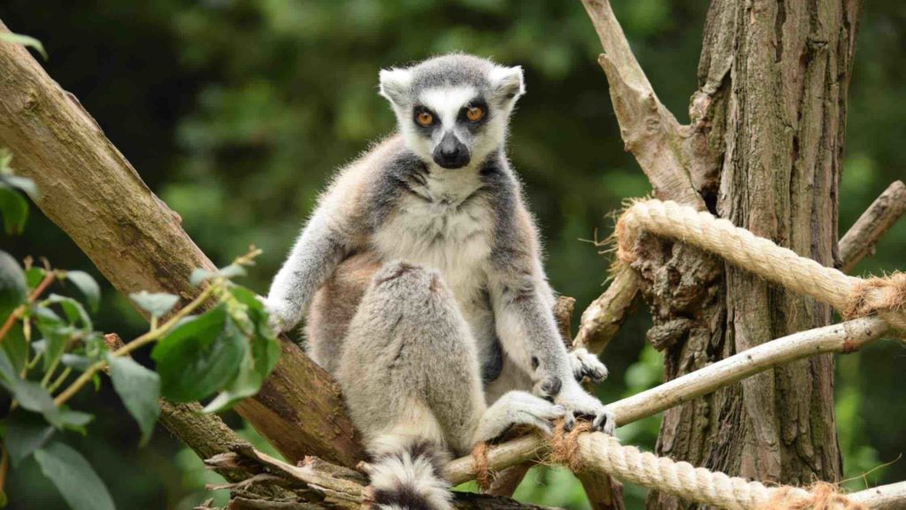 Lémuriens de Madagascar