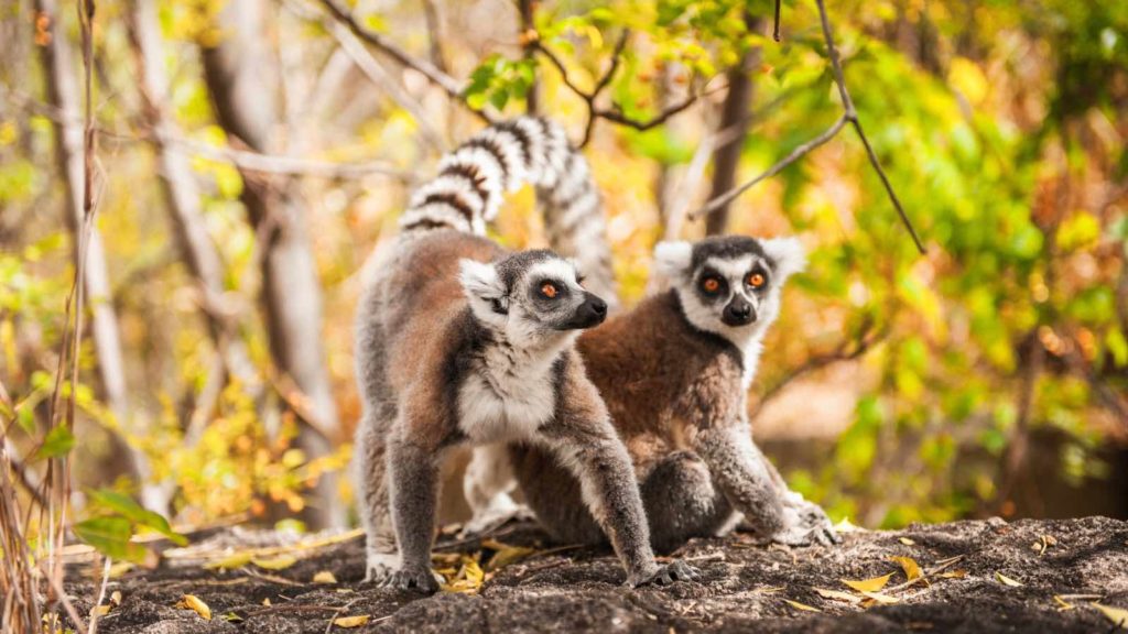 Le Maki-catta de Madagascar