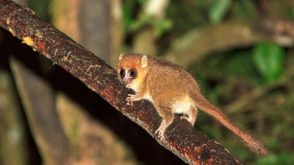 Le Microcèbe mignon de Madagascar