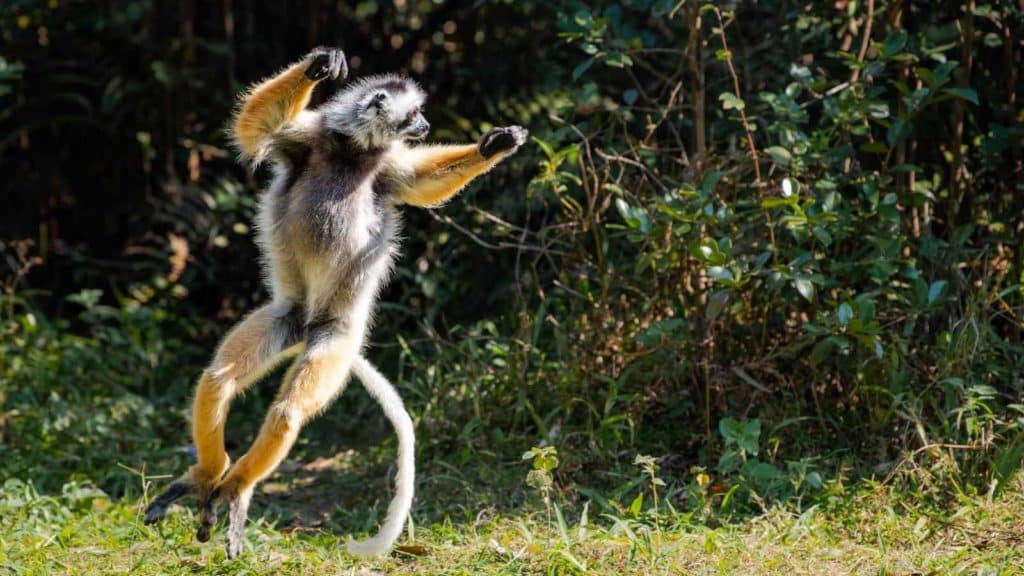 Le Sifaka de Madagascar