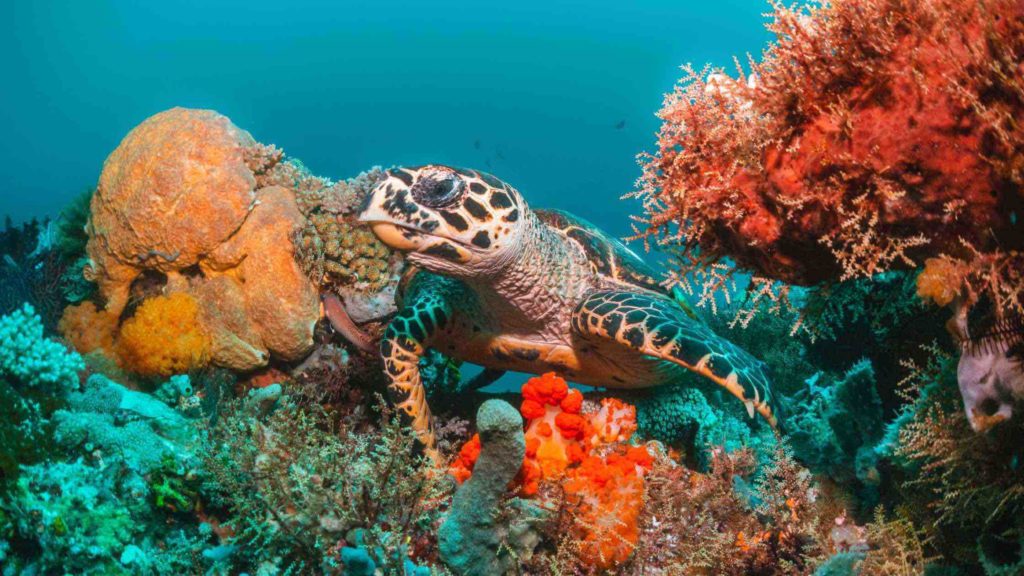 Tortues dans les eaux de Madagascar