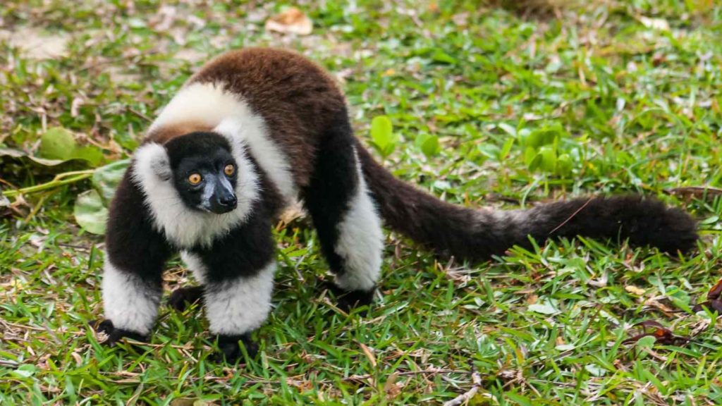 Le Vari noir et blanc de Madagascar